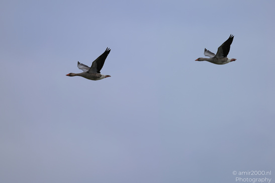 Greylag_Goose_Flying_Over_Middelpolder_Birds_Photography_Nature_Photography_Canon_EOS_R5_Mark_II_2026_005.JPG