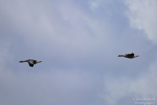 Greylag_Goose_Flying_Over_Middelpolder_Birds_Photography_Nature_Photography_Canon_EOS_R5_Mark_II_2026_006.JPG