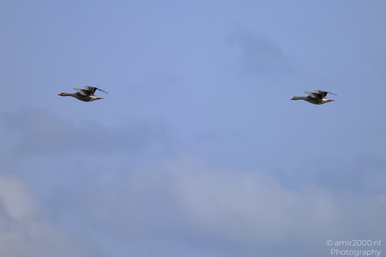 Greylag_Goose_Flying_Over_Middelpolder_Birds_Photography_Nature_Photography_Canon_EOS_R5_Mark_II_2026_007.JPG