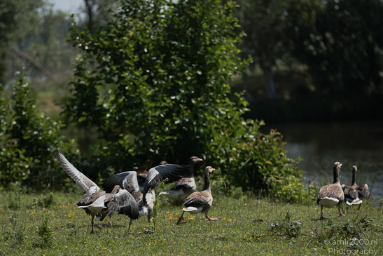 Greylag_Goose_In_Diemerpark_Birds_Photography_Nature_Photography_Canon_EOS_R5_Mark_II_2026_001.JPG