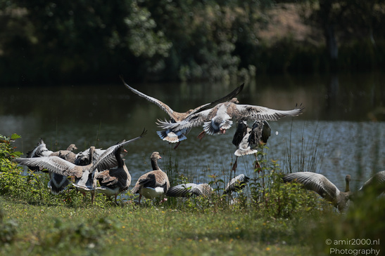 Greylag_Goose_In_Diemerpark_Birds_Photography_Nature_Photography_Canon_EOS_R5_Mark_II_2026_002.JPG