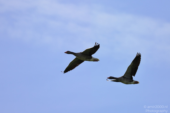 Greylag_Goose_In_Flight_Birds_Photography_Nature_Photography_Canon_EOS_R5_Mark_II_2026_001.JPG