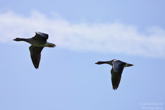 Greylag_Goose_In_Flight_Birds_Photography_Nature_Photography_Canon_EOS_R5_Mark_II_2026_002.JPG