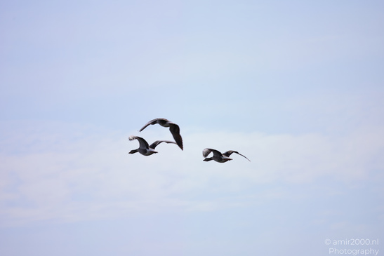 Greylag_Goose_In_Flight_Birds_Photography_Nature_Photography_Canon_EOS_R5_Mark_II_2026_003.JPG
