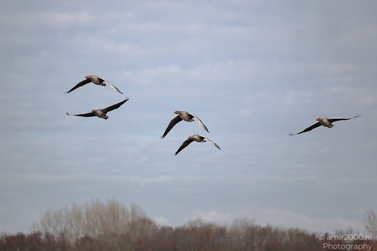 Greylag_Goose_In_Houtrak_Spaarnwoude_Park_Birds_Photography_Nature_Photography_Canon_EOS_R5_Mark_II_2026_001.JPG