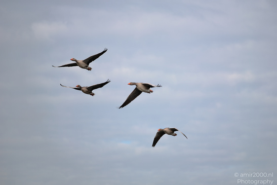 Greylag_Goose_In_Houtrak_Spaarnwoude_Park_Birds_Photography_Nature_Photography_Canon_EOS_R5_Mark_II_2026_002.JPG
