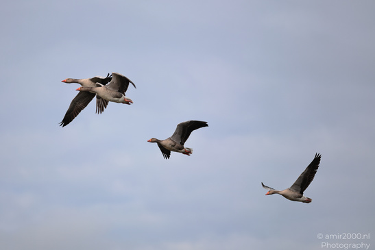 Greylag_Goose_In_Houtrak_Spaarnwoude_Park_Birds_Photography_Nature_Photography_Canon_EOS_R5_Mark_II_2026_003.JPG