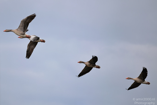 Greylag_Goose_In_Houtrak_Spaarnwoude_Park_Birds_Photography_Nature_Photography_Canon_EOS_R5_Mark_II_2026_004.JPG