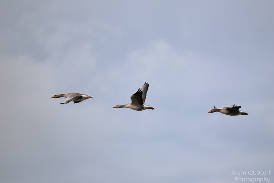 Greylag_Goose_In_Houtrak_Spaarnwoude_Park_Birds_Photography_Nature_Photography_Canon_EOS_R5_Mark_II_2026_005.JPG