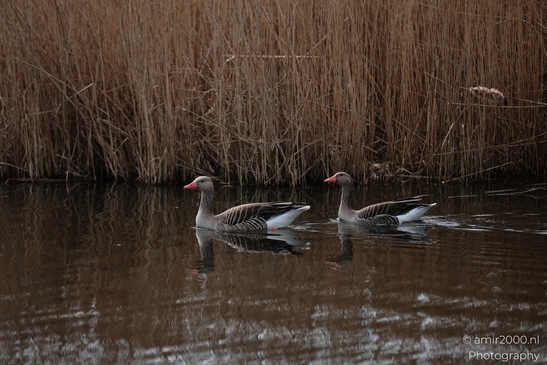 Two geese swimming on a body of water with reeds in the background. - image from year 2026 #006