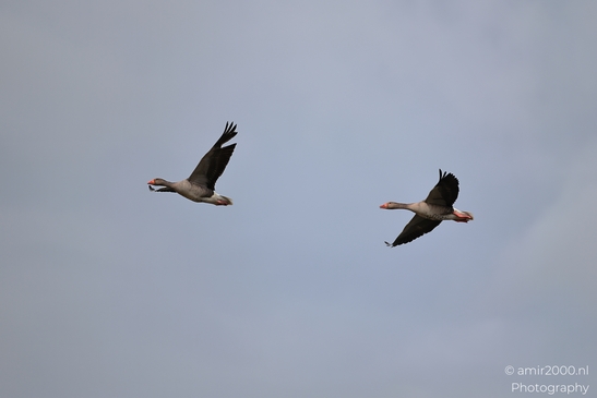 Two geese flying against a clear sky with their wings spread out and beaks pointing forward. - image from year 2026 #007