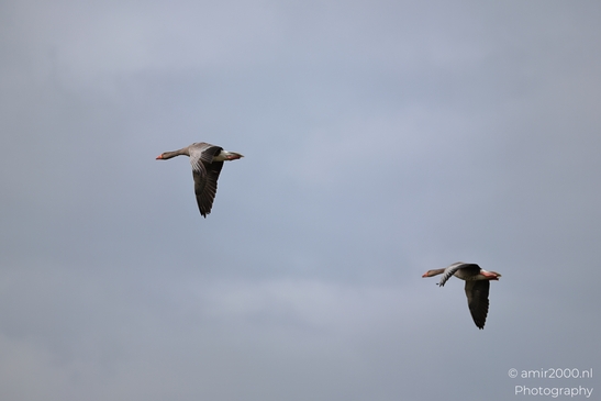 Two geese flying against a cloudy sky. - image from year 2026 #008