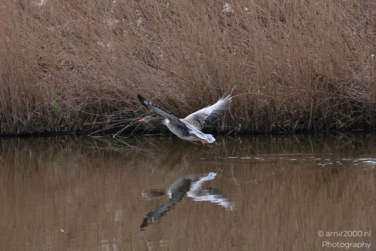 A goose with outstretched wings flies low over a body of water, reflecting its image on the - image from year 2026 #009