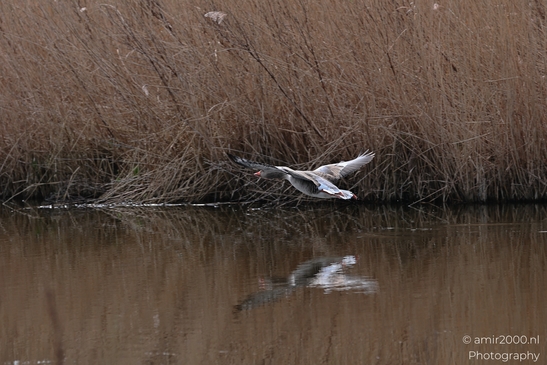 A goose taking off from water with its wings spread, and there is reed like vegetation in the - image from year 2026 #010