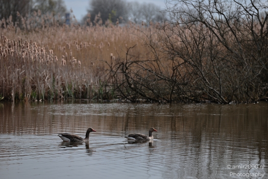 Two geese swimming on a body of water with reeds and bare trees in the background. - image from year 2026 #011
