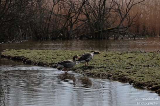 Two geese standing on a grassy bank beside a body of water with bare trees and reeds in the - image from year 2026 #012