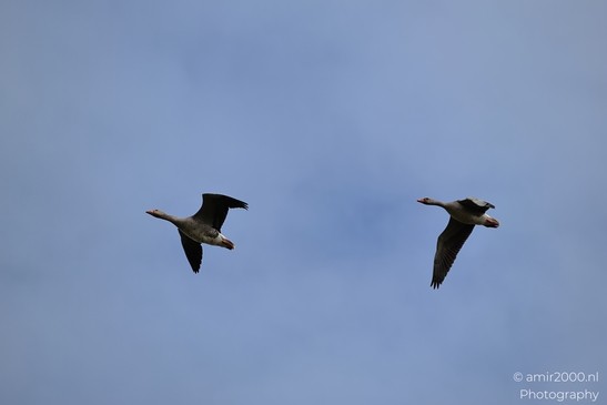 Two geese flying against a clear blue sky. - image from year 2026 #013