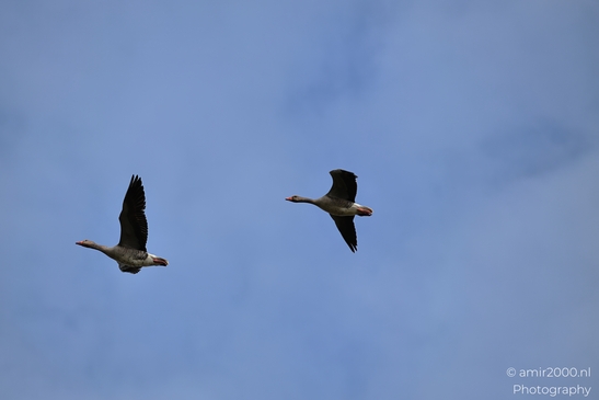 Two geese flying against a clear blue sky with minimal cloud cover. - image from year 2026 #014