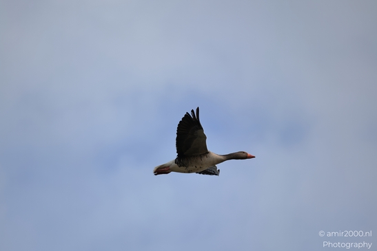 A goose with a white and gray body and orange beak is flying against a blue sky with some clouds. - image from year 2026 #015