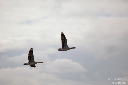 Two geese in flight against cloudy sky. - image from year 2026 #016