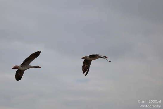 Two geese are flying against a cloudy sky. - image from year 2026 #017