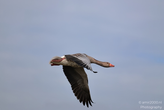 A goose with a grey body and orange beak is flying against a clear sky. - image from year 2026 #018