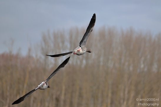 Two geese flying against bare trees and an overcast sky. - image from year 2026 #019