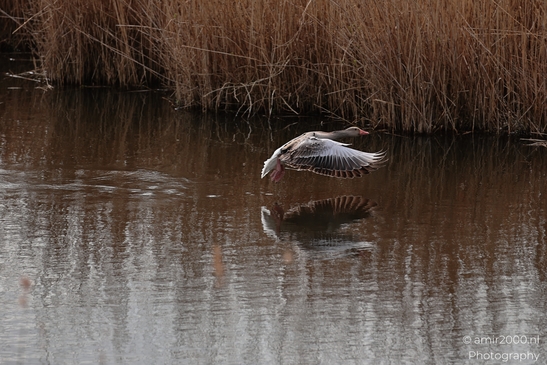 A single goose in mid flight over a body of water with its wings spread wide. - image from year 2026 #020