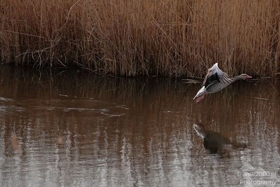 A goose with a dark and light patterned body is partially submerged in water near reeds along - image from year 2026 #021