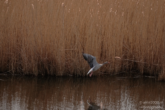 A goose with outstretched wings stands on a body of water near tall reeds. - image from year 2026 #022