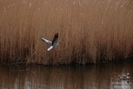 A goose takes flight over a body of water with reeds and another goose resting on the water's - image from year 2026 #023