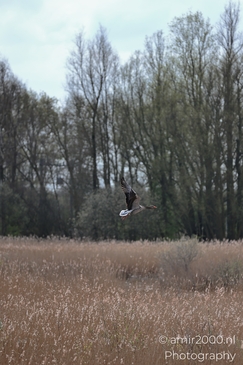 A goose flies over a field of tall grass with trees in the background under an overcast sky. - image from year 2026 #024