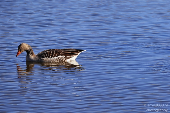A duck with a gray body, white underbelly, and orange beak is swimming on a body of blue water. - image from year 2026 #001