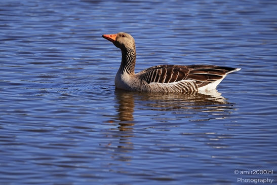 A greylag goose swims on a calm blue lake, its feathers ruffling gently in the breeze. - image from year 2026 #002