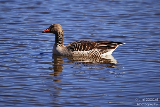 A greylag goose swims on calm water, its reflection mirroring its elegant form. - image from year 2026 #003