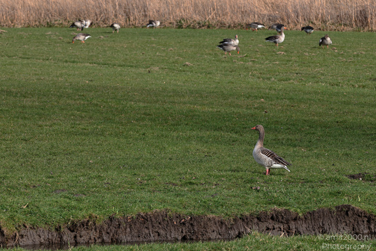 Greylag_Goose_In_The_Fields_Around_Naarderbos_Birds_Photography_Nature_Photography_Canon_EOS_R5_Mark_II_2026_001.JPG