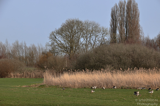 Greylag_Goose_In_The_Fields_Around_Naarderbos_Birds_Photography_Nature_Photography_Canon_EOS_R5_Mark_II_2026_002.JPG
