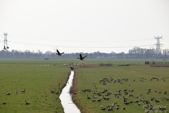 Greylag_Goose_In_The_Fields_Of_Muiderslot_Birds_Photography_Nature_Photography_Canon_EOS_R5_Mark_II_2026_001.JPG