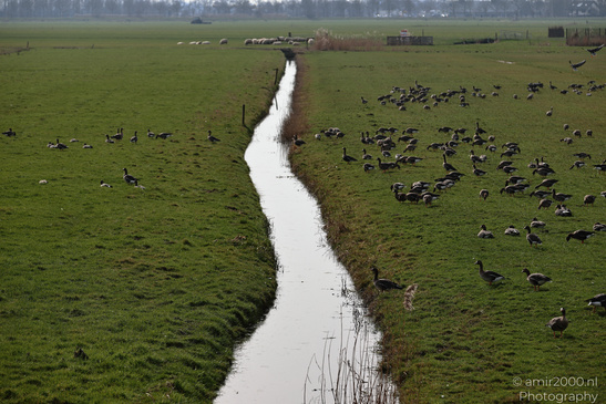 Greylag_Goose_In_The_Fields_Of_Muiderslot_Birds_Photography_Nature_Photography_Canon_EOS_R5_Mark_II_2026_003.JPG