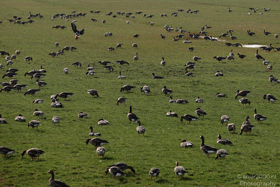 Greylag_Goose_In_The_Fields_Of_Muiderslot_Birds_Photography_Nature_Photography_Canon_EOS_R5_Mark_II_2026_004.JPG