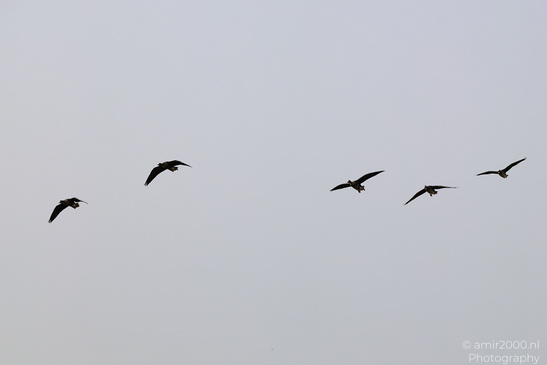 Greylag_Goose_In_The_Fields_Of_Muiderslot_Birds_Photography_Nature_Photography_Canon_EOS_R5_Mark_II_2026_005.JPG