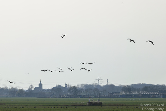 Greylag_Goose_In_The_Fields_Of_Muiderslot_Birds_Photography_Nature_Photography_Canon_EOS_R5_Mark_II_2026_006.JPG