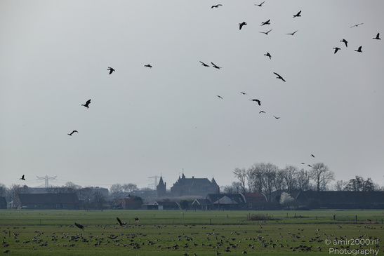 Greylag_Goose_In_The_Fields_Of_Muiderslot_Birds_Photography_Nature_Photography_Canon_EOS_R5_Mark_II_2026_009.JPG