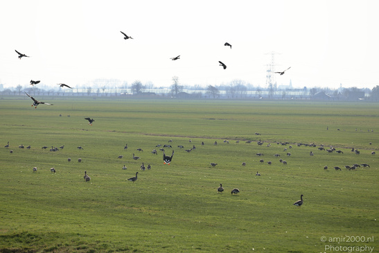 Greylag_Goose_In_The_Fields_Of_Muiderslot_Birds_Photography_Nature_Photography_Canon_EOS_R5_Mark_II_2026_010.JPG