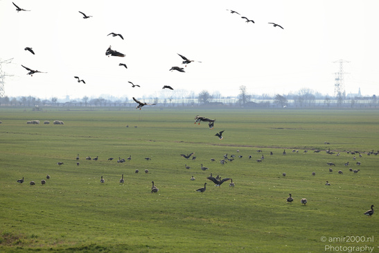 Greylag_Goose_In_The_Fields_Of_Muiderslot_Birds_Photography_Nature_Photography_Canon_EOS_R5_Mark_II_2026_011.JPG