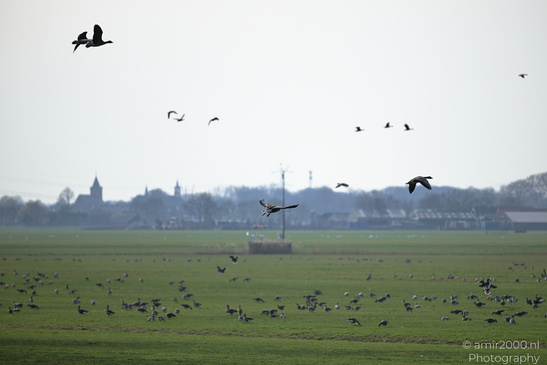 Greylag_Goose_In_The_Fields_Of_Muiderslot_Birds_Photography_Nature_Photography_Canon_EOS_R5_Mark_II_2026_013.JPG