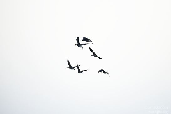 Greylag_Goose_In_The_Fields_Of_Muiderslot_Birds_Photography_Nature_Photography_Canon_EOS_R5_Mark_II_2026_014.JPG