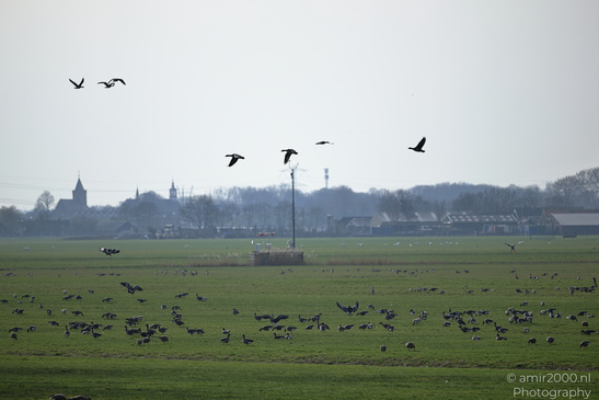 Greylag_Goose_In_The_Fields_Of_Muiderslot_Birds_Photography_Nature_Photography_Canon_EOS_R5_Mark_II_2026_015.JPG