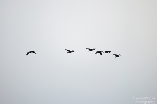 Greylag_Goose_In_The_Fields_Of_Muiderslot_Birds_Photography_Nature_Photography_Canon_EOS_R5_Mark_II_2026_016.JPG