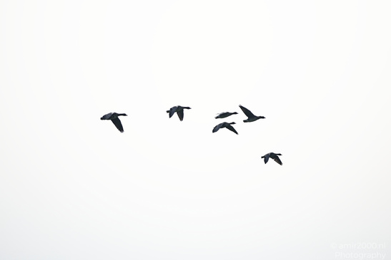 Greylag_Goose_In_The_Fields_Of_Muiderslot_Birds_Photography_Nature_Photography_Canon_EOS_R5_Mark_II_2026_017.JPG